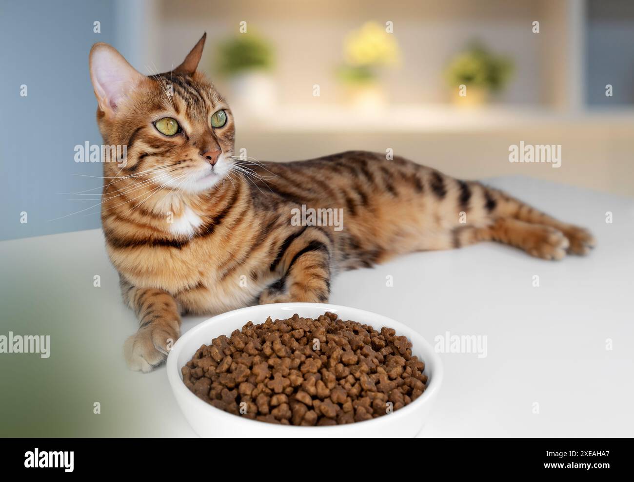 Simpatico gatto del Bengala vicino a una ciotola di cibo secco in soggiorno. Foto Stock