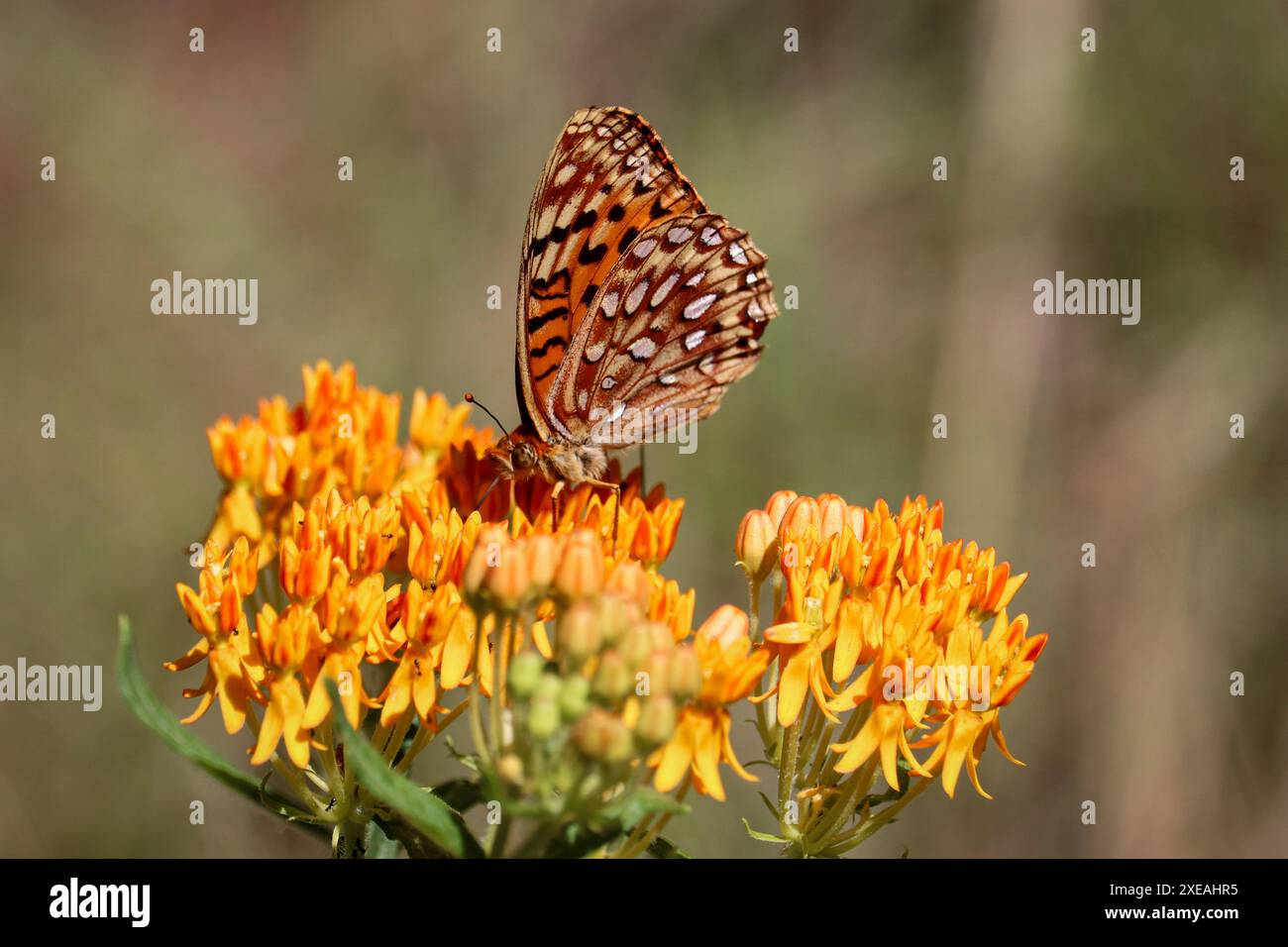 Northwestern Fritillary o Argynnis hesperis che si nutrono di fiori di erba latta intorno a Horton creek vicino a Payson, Arizona. Foto Stock