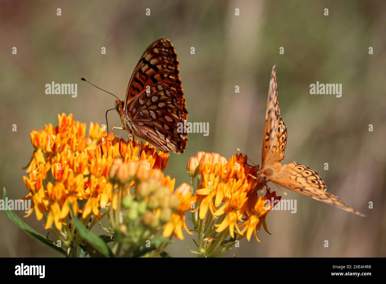 Fritillaries nordoccidentali e variegate che si nutrono di fiori di erba latta intorno a Horton creek vicino a Payson, Arizona. Foto Stock
