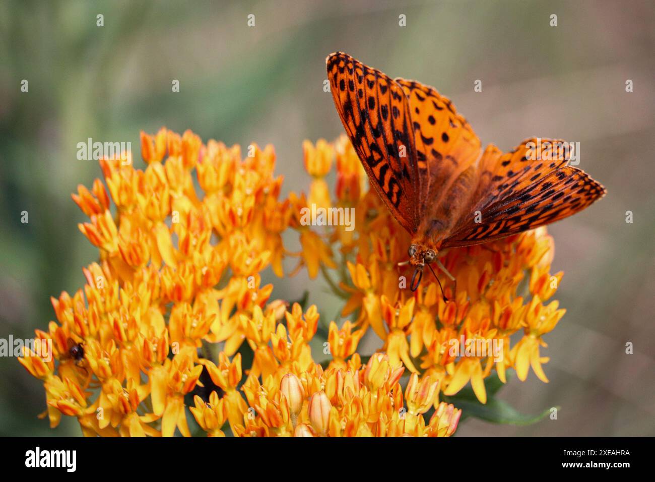 Northwestern Fritillary o Argynnis hesperis che si nutrono di fiori di erba latta intorno a Horton creek vicino a Payson, Arizona. Foto Stock