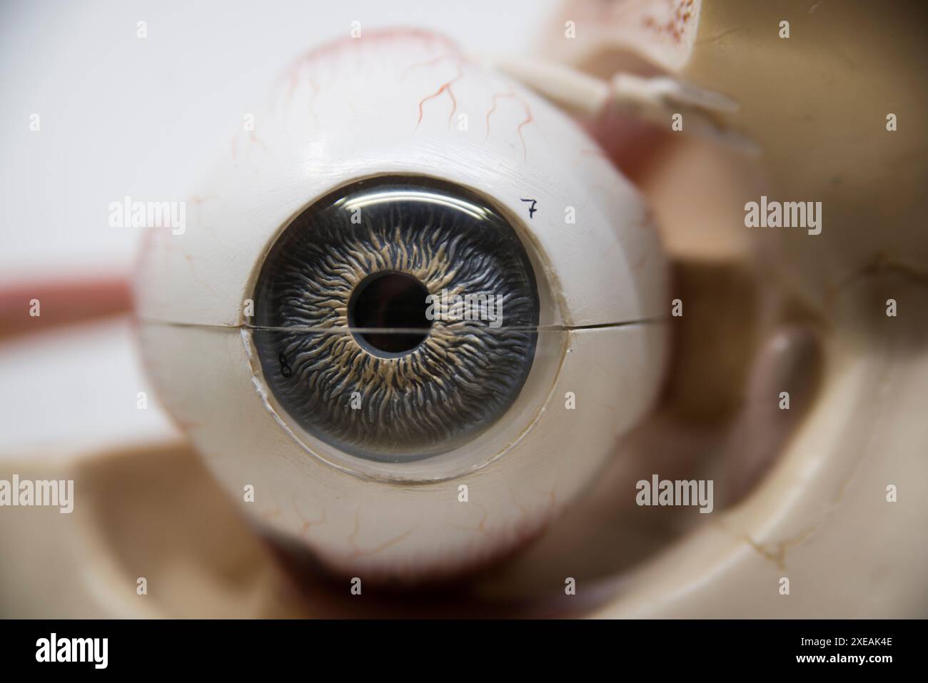 Occhio, organo per la percezione visiva Foto Stock