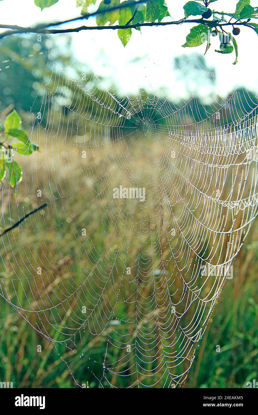 Il closeup di ragnatela con gocce di rugiada all'alba. Bagnare l'erba prima di alzarsi il sole. Ragnatela con gocce Foto Stock