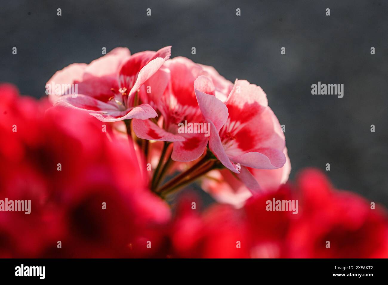 cattura la delicata bellezza di un gruppo di fiori di geranio rosa e rosso in piena fioritura. L'immagine mostra gli intricati dettagli dei petali e. Foto Stock