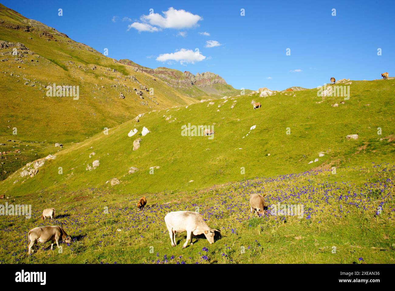 Alpeggi. canal of Izas.Pirineos.Huesca.catena montuosa dei Pirenei.EspaÃ±a.. Foto Stock