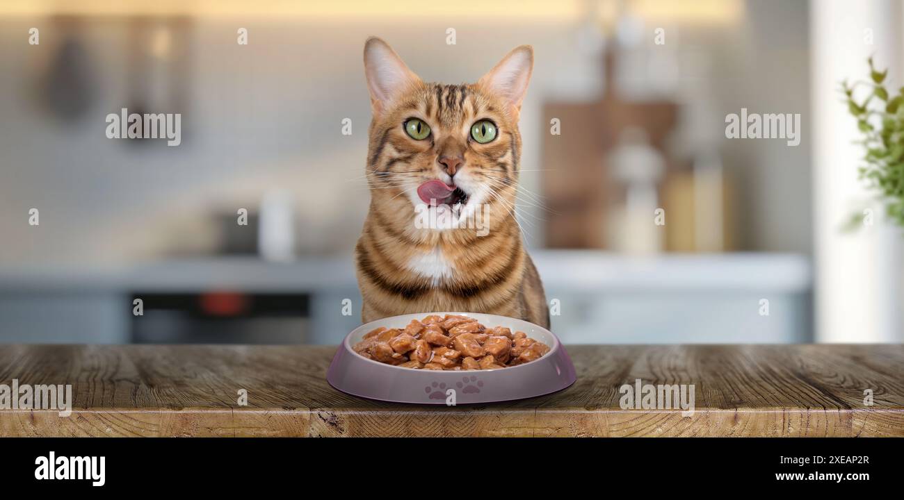 Un gatto domestico mangia cibo umido per gatto. Foto Stock