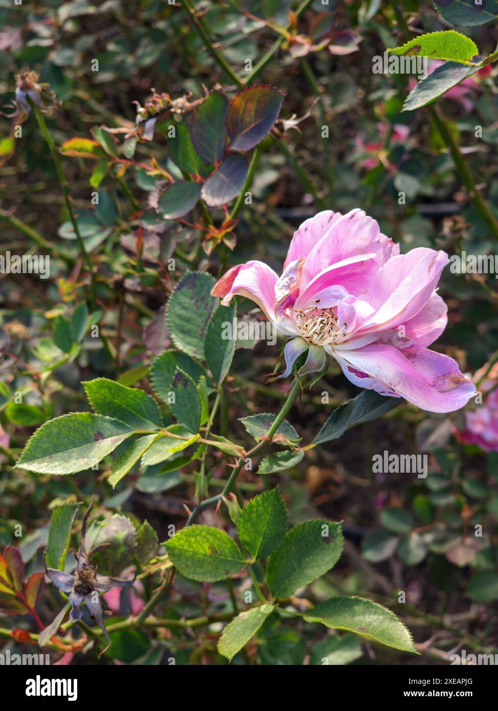 Rosa fiore in giardino. Sbiadendo la bellezza delle rose sul Bush a pasrk Foto Stock