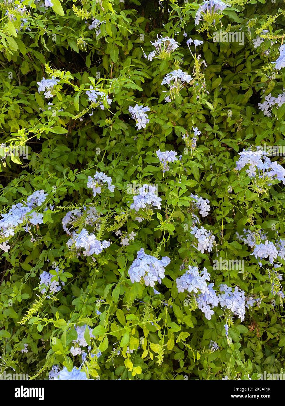 Foto di sfondo verticale Plumbago auriculata. Piccoli fiori blu di plumbago in foglie. Foto Stock