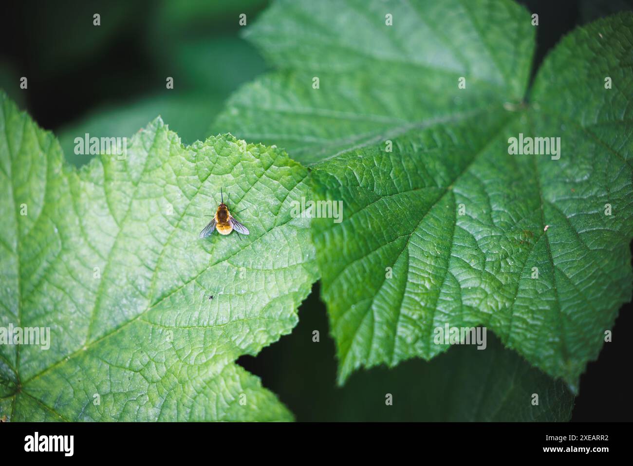 Foto macro di un hoverfly appoggiato su una grande foglia verde, evidenziandone i dettagli e l'ambiente naturale circostante. Foto Stock