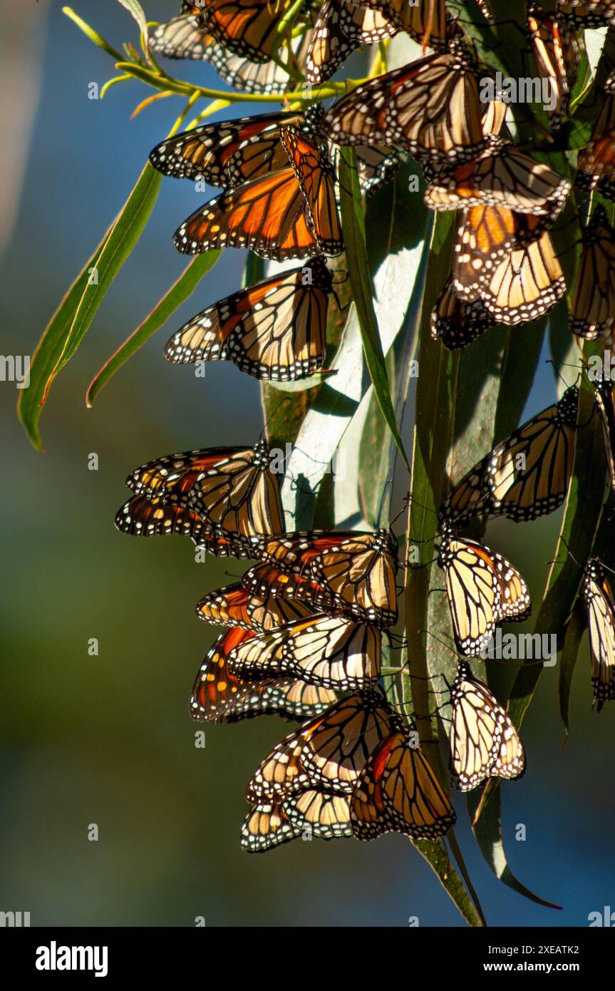 Arrivando in ottobre, le farfalle monarca si raggruppano su pini, cipressi ed eucalipti nel Santuario. La loro migrazione a Pacific Grove lo e' Foto Stock