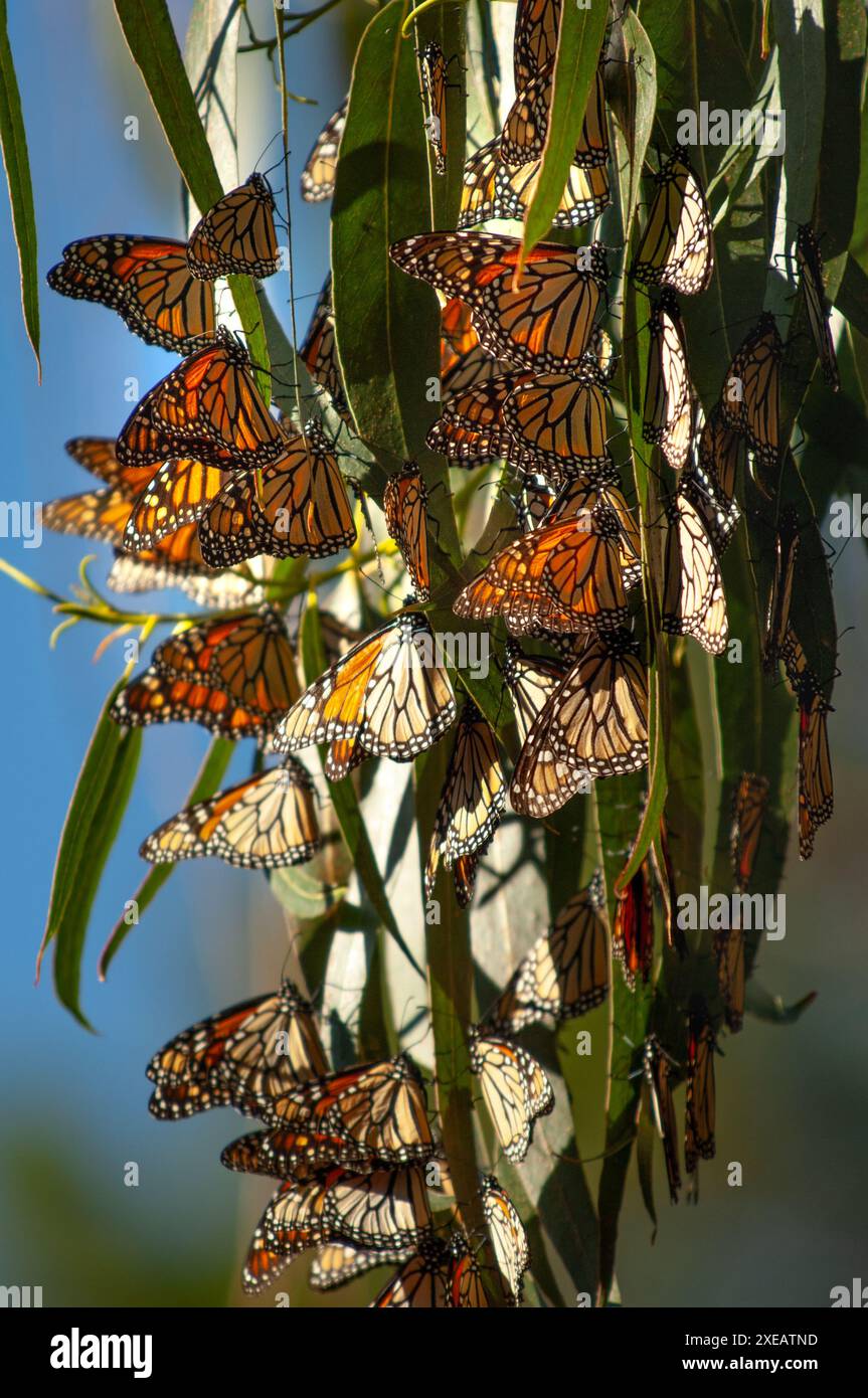 Arrivando in ottobre, le farfalle monarca si raggruppano su pini, cipressi ed eucalipti nel Santuario. La loro migrazione a Pacific Grove lo e' Foto Stock