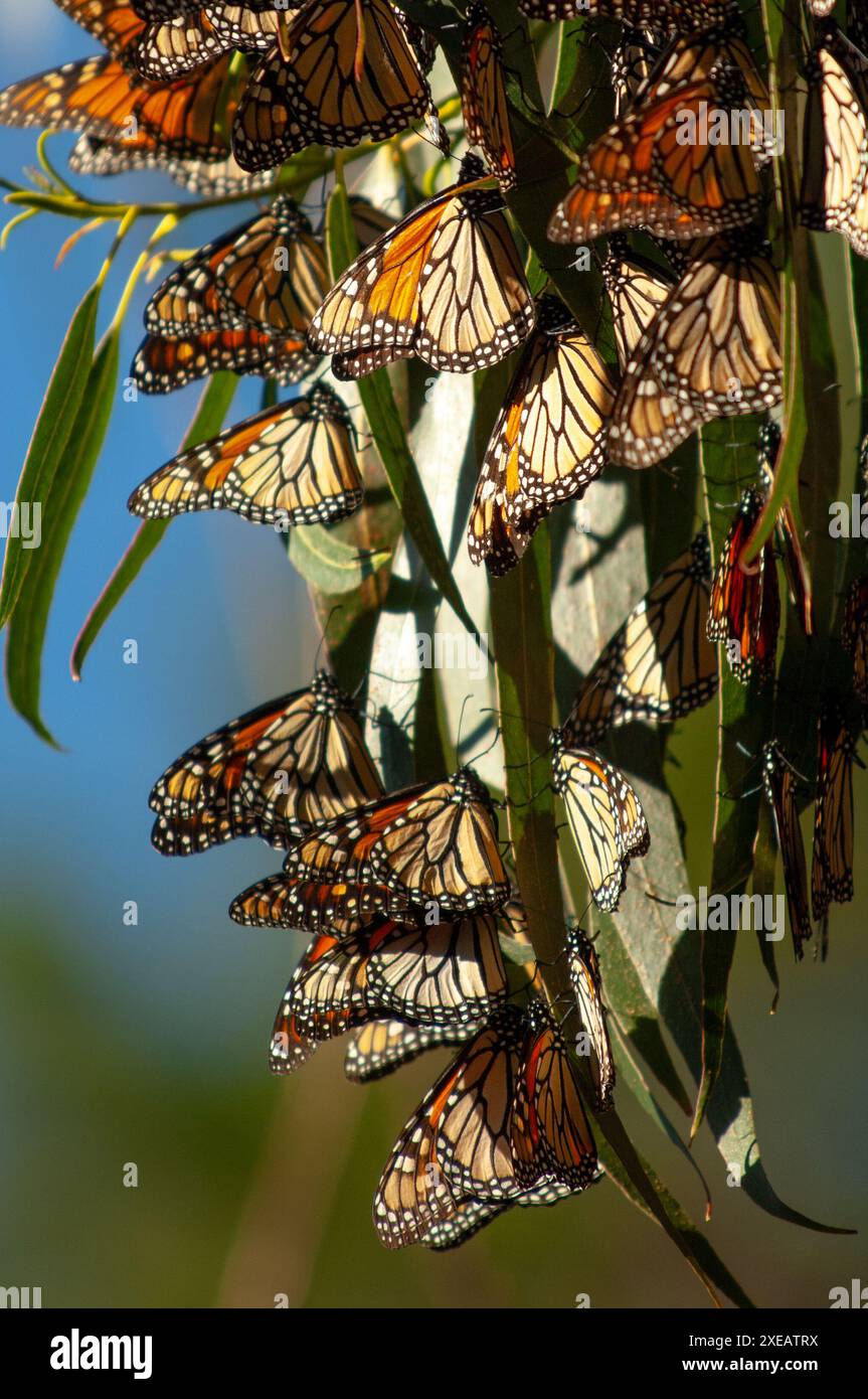 Arrivando in ottobre, le farfalle monarca si raggruppano su pini, cipressi ed eucalipti nel Santuario. La loro migrazione a Pacific Grove lo e' Foto Stock