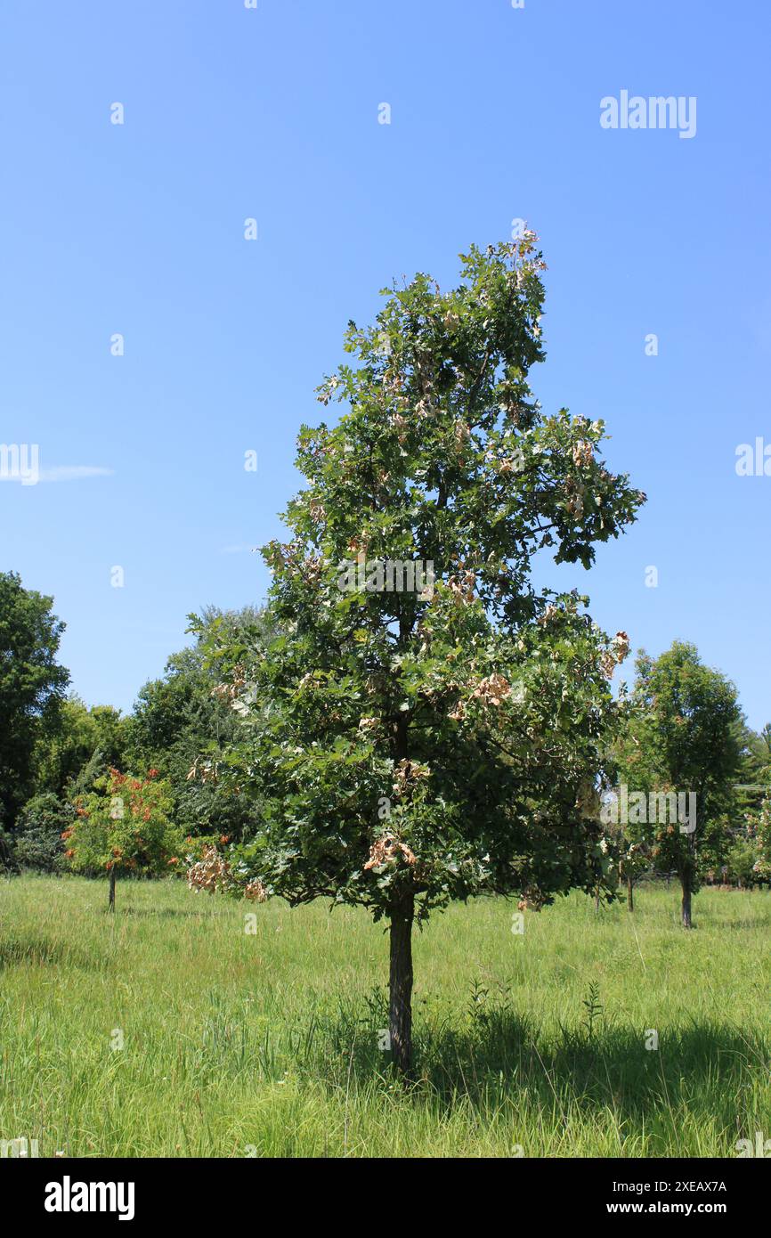 Quercia rossa in un campo con 17 anni di cicada danneggiato e un altro sullo sfondo a Iroquois Woods a Park Ridge, Illinois Foto Stock