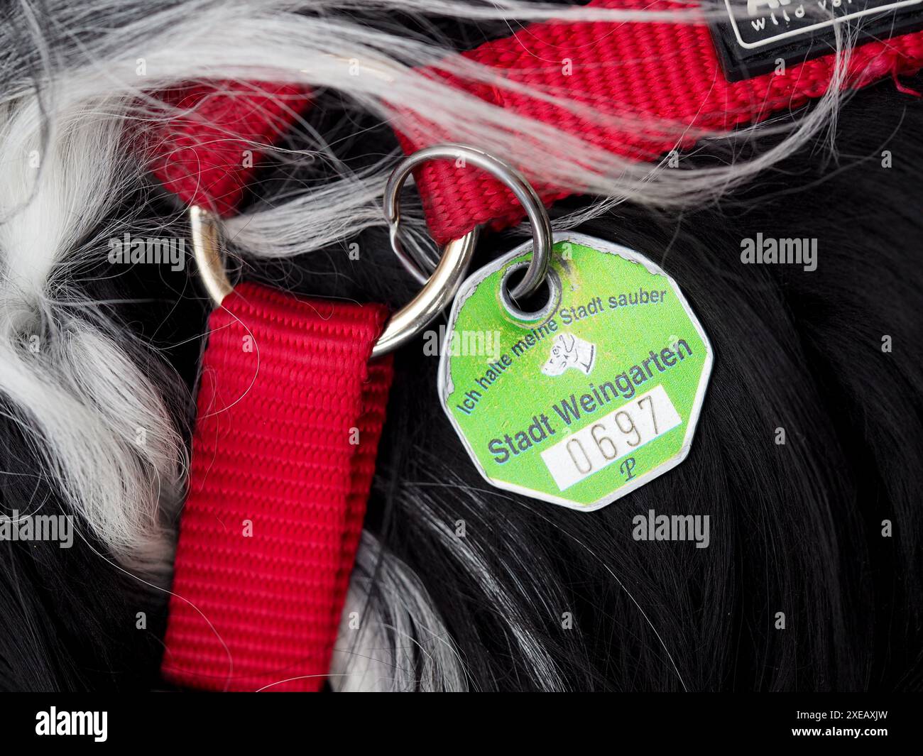 Targhetta sull'imbracatura per cani Foto Stock