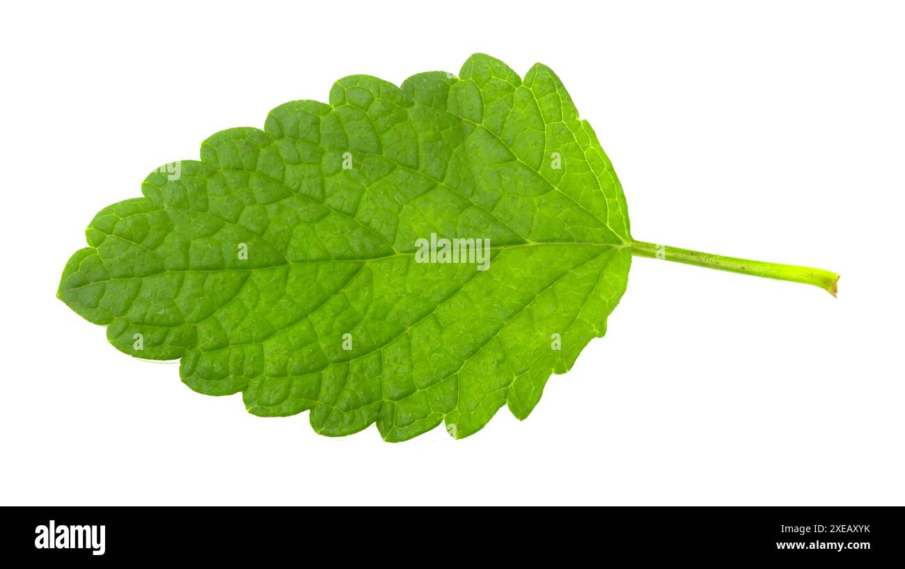 Ramoscello di balsamo al limone isolato su sfondo bianco. Pianta aromatica di limone per bevande. Foto Stock