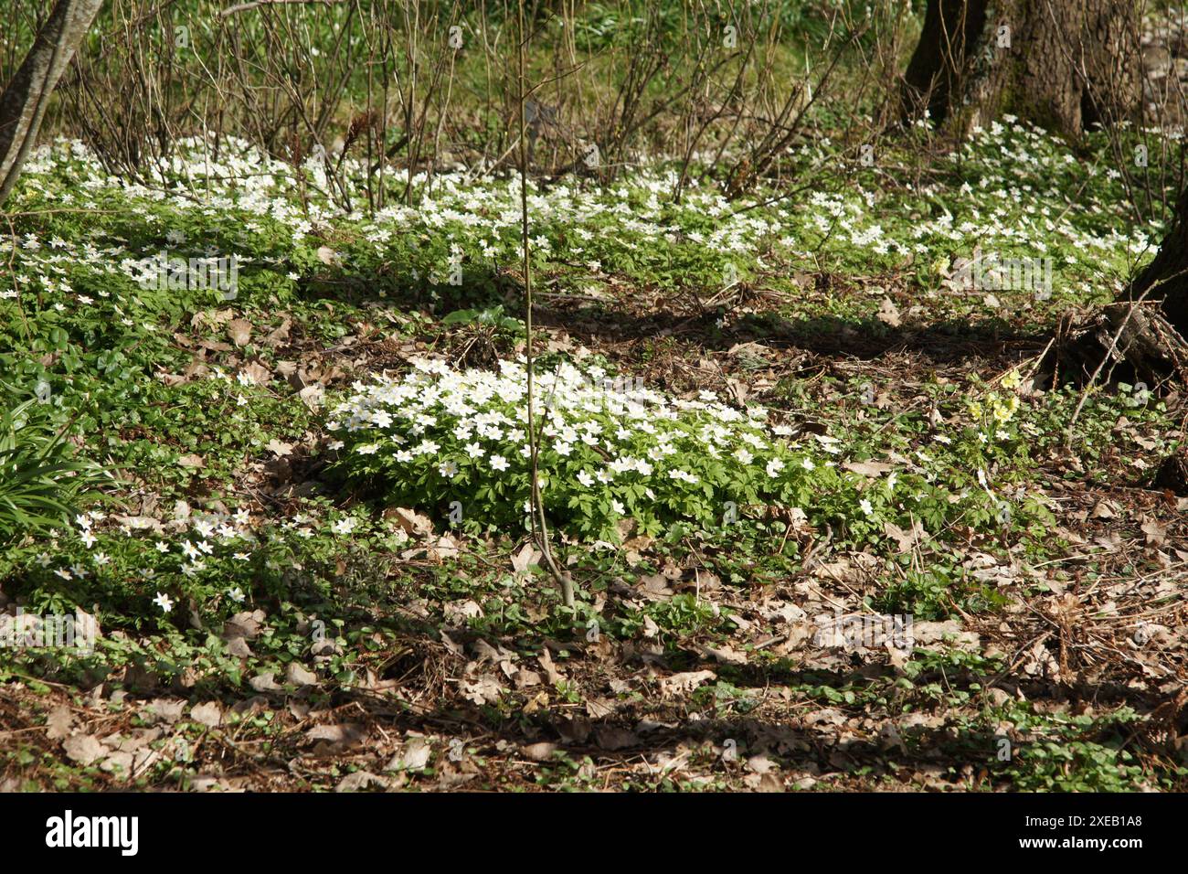 Anemone nemorosa ,, legno anemone Foto Stock