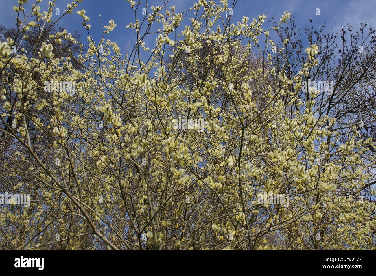 Salix cinerea, salice grigio Foto Stock