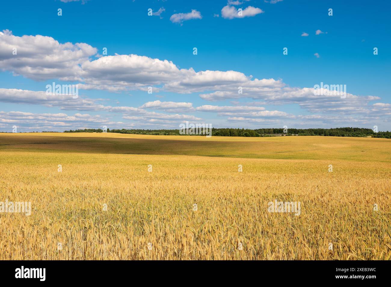 Un vasto campo agricolo di grano all'orizzonte. Raccolto Foto Stock