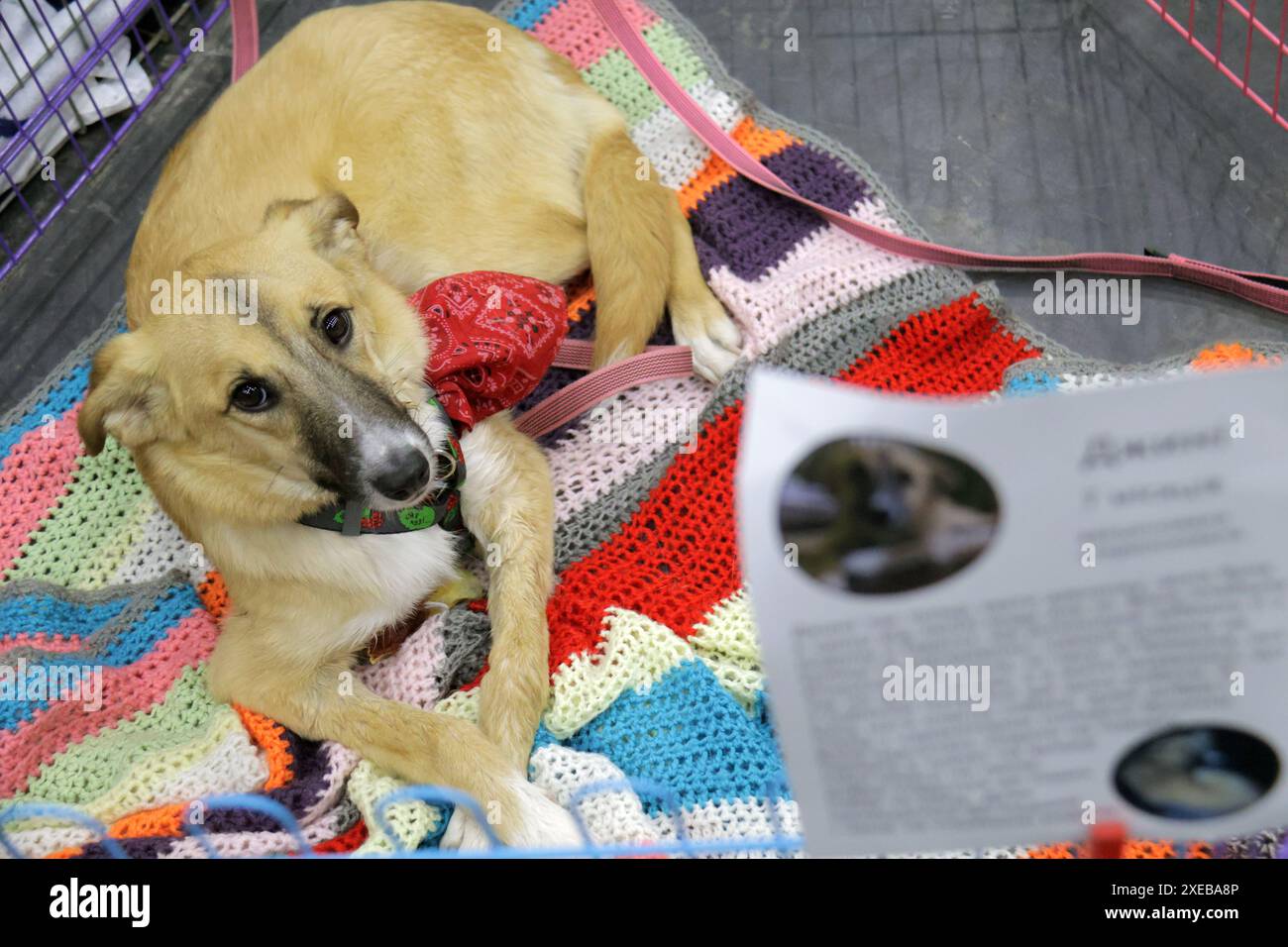 Non esclusivo: KIEV, UCRAINA - 22 GIUGNO 2024 - Un cane rimane nella gabbia durante l'evento del giorno dell'adozione presso il Centro esposizioni Internazionale di Kiev, cap Foto Stock