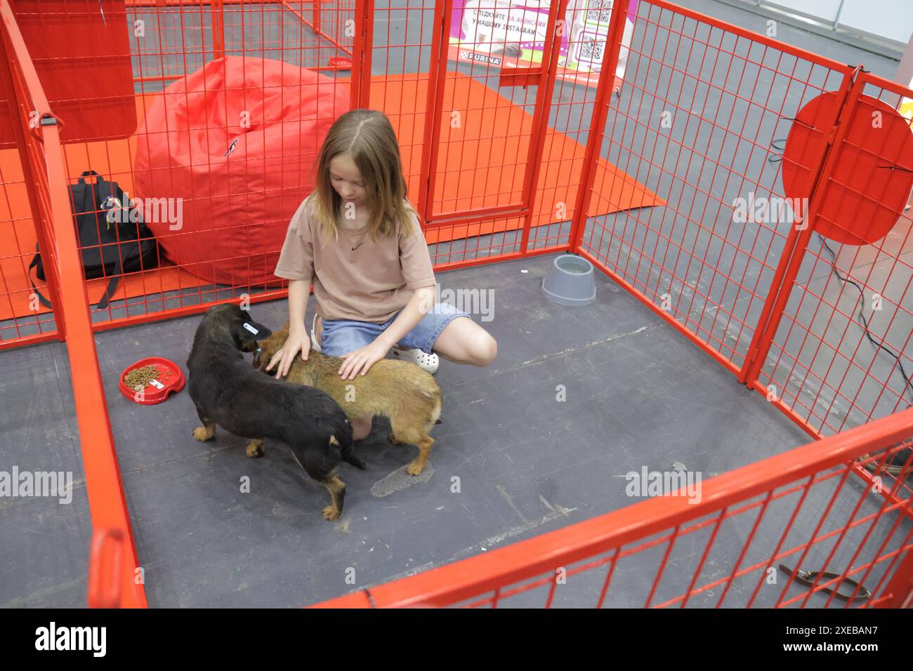 Non esclusiva: KIEV, UCRAINA - 22 GIUGNO 2024 - Una ragazza gioca con due cani in un recinto durante l'evento del giorno dell'adozione all'International Exhibitio Foto Stock