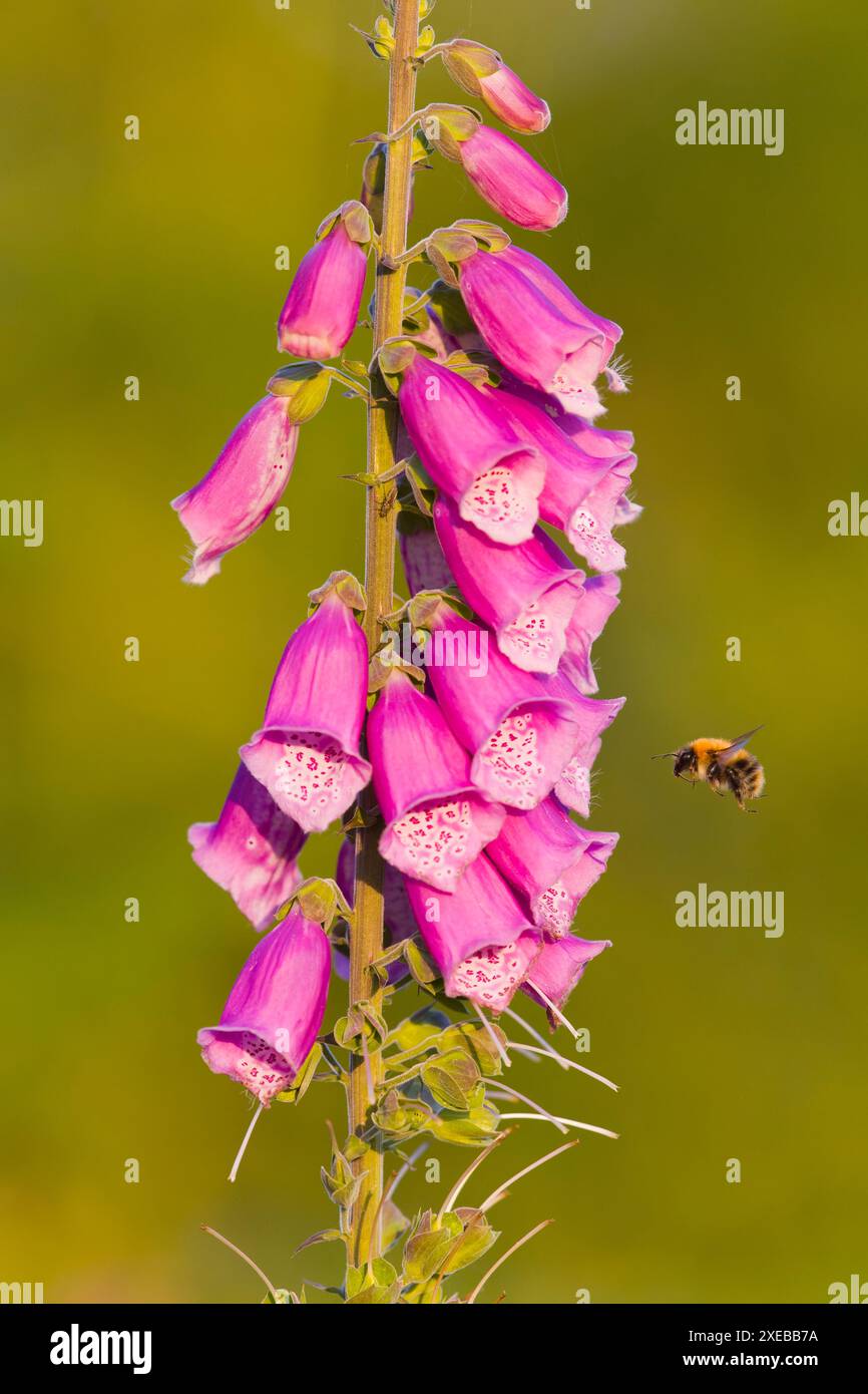 Mestiere comune Bombus pascuorum, adulto che vola vicino a Foxglove digitalis purpurea, fiori, Suffolk, Inghilterra, maggio Foto Stock