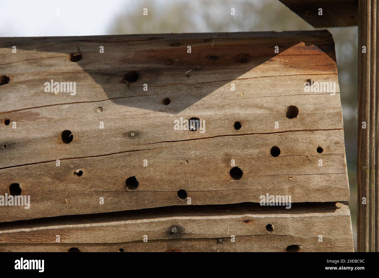 Nestbox con bumblebee Foto Stock