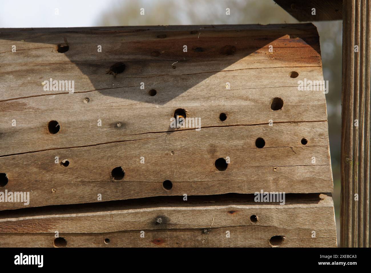 Nestbox con bumblebee Foto Stock