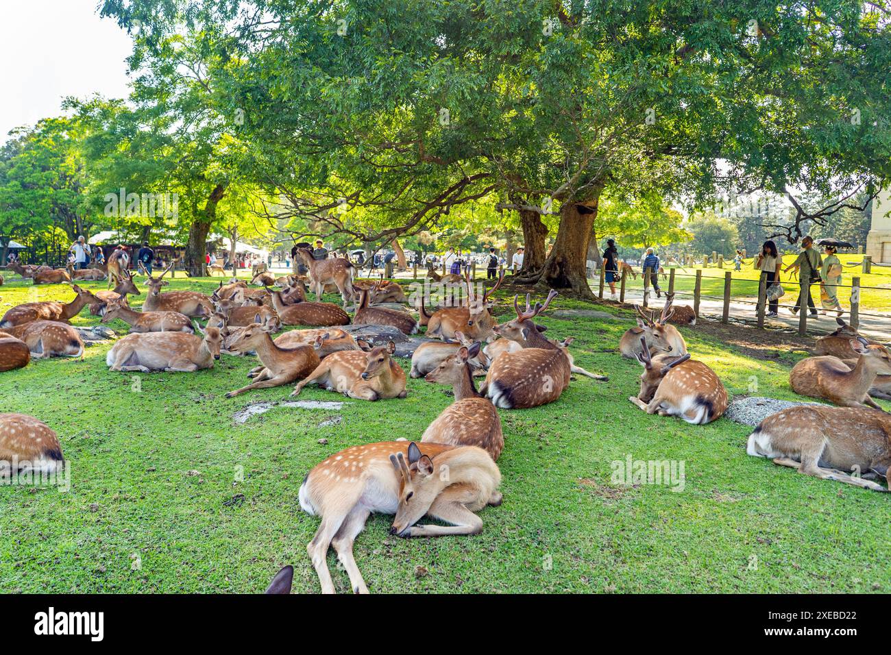 Nara Park in Giappone, cervi che riposano all'ombra di un albero Foto Stock