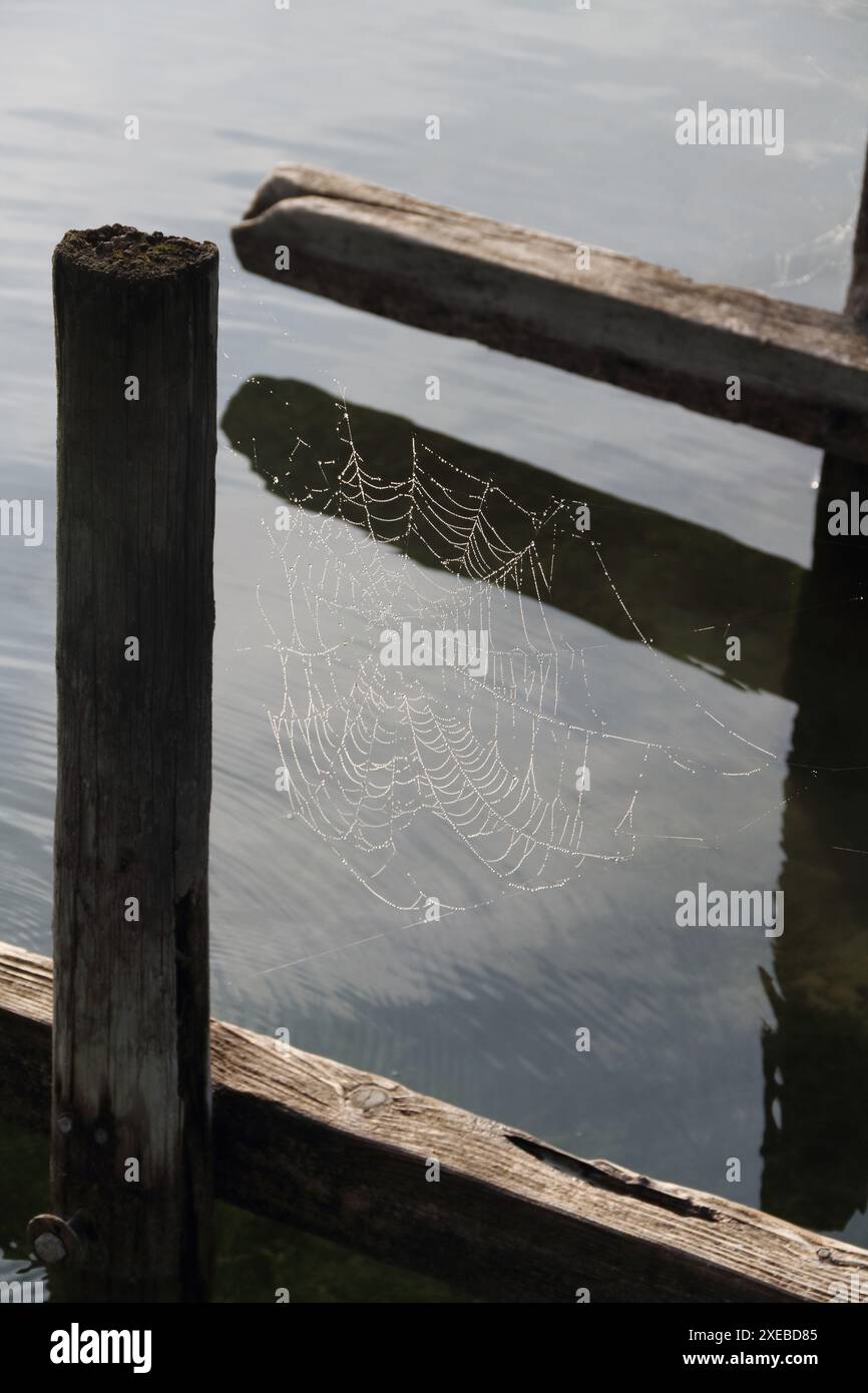 Una ragnatela con gocce di rugiada dalla nebbia mattutina Foto Stock