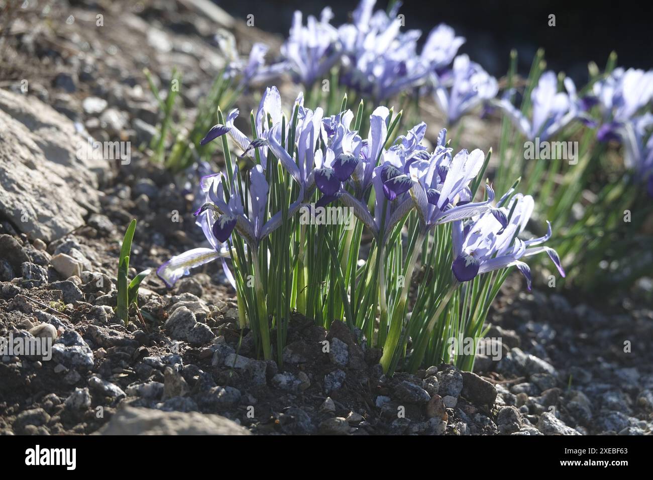 Iris reticulata, Iris reticolato Foto Stock
