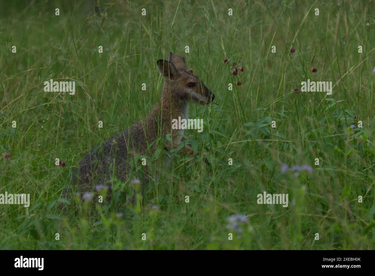 He Red-necked Wallaby, noto anche come Wallaby di Bennett (nome scientifico: Notamacropus rufogriseus), è un marsupiale macropode di medie dimensioni Foto Stock
