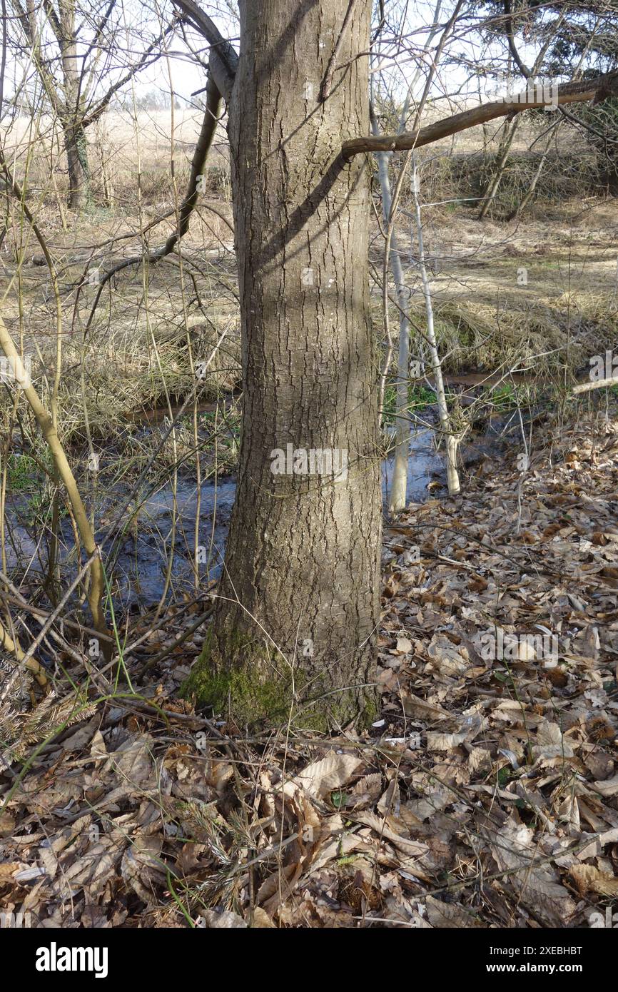 Castanea sativa, castagno, tronco Foto Stock
