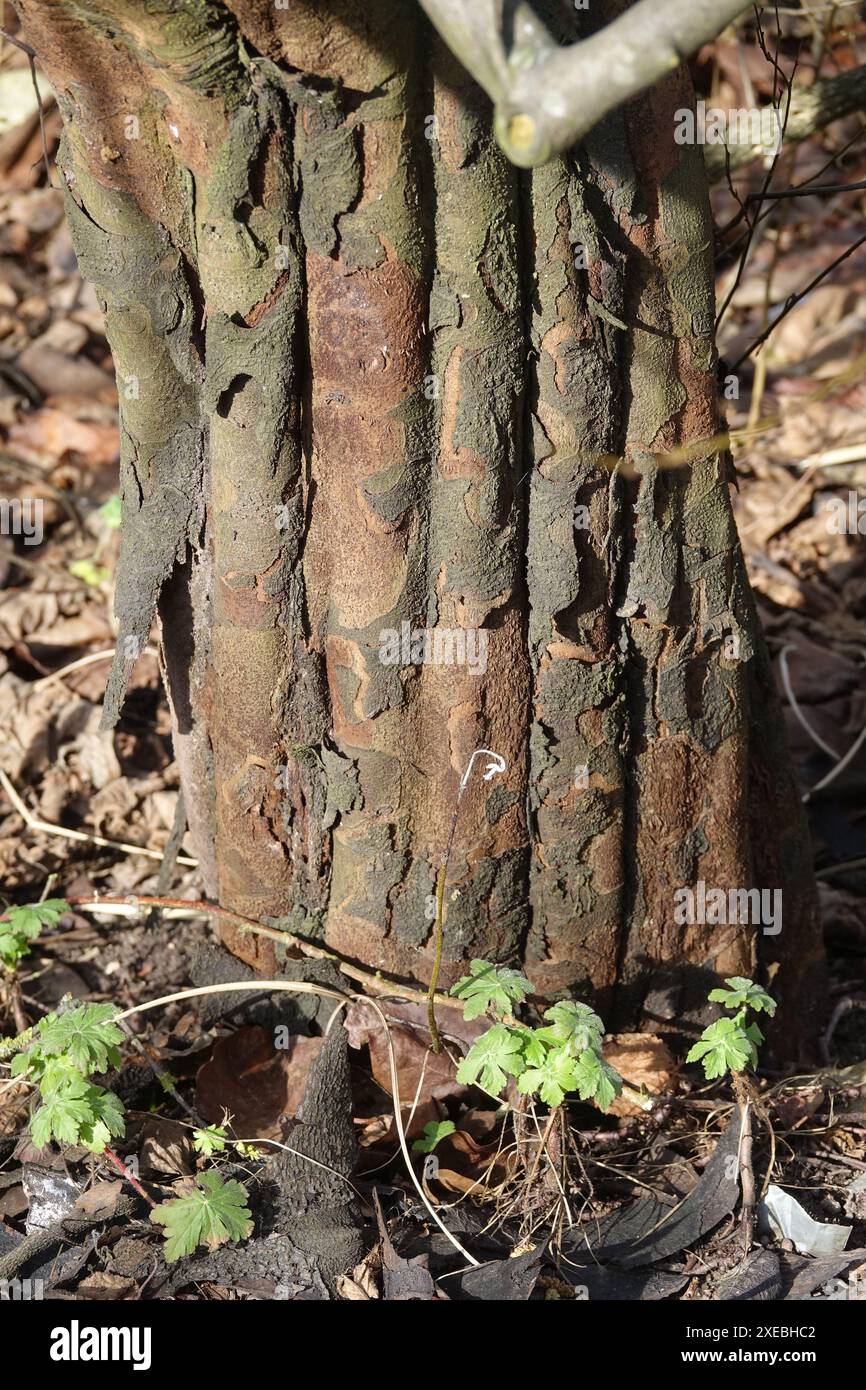 Cydonia oblonga, quince, tronco Foto Stock