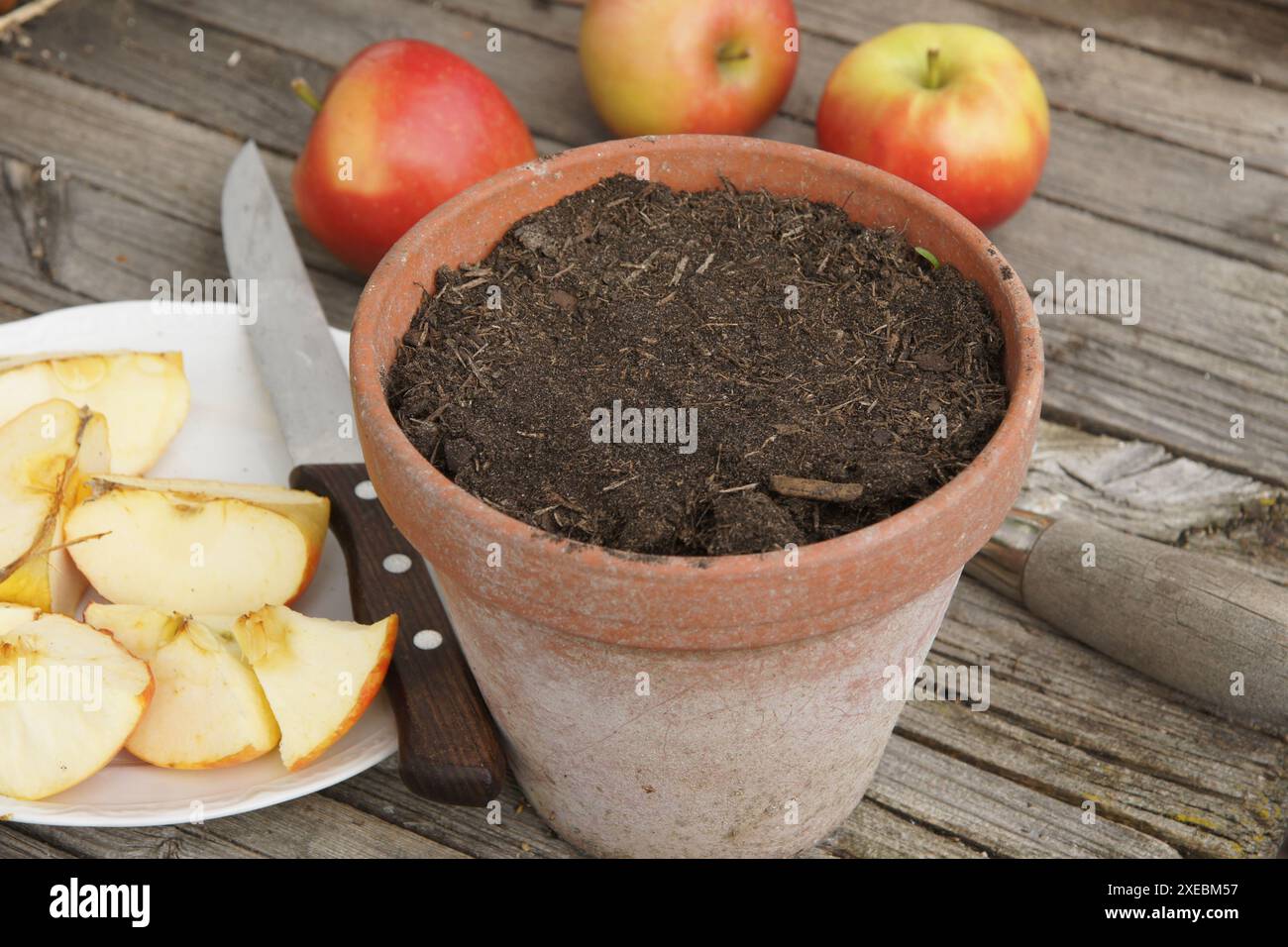 Malus domestica, Apfel, mela, che spinge il terreno Foto Stock