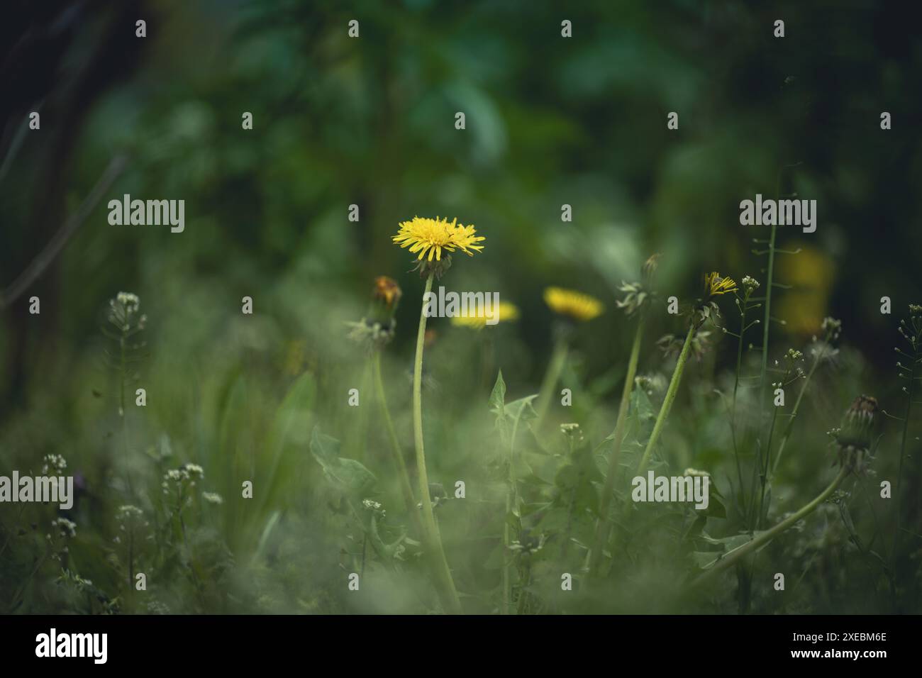 Prato verde con dandelioni gialli in fiore in un giorno di primavera Foto Stock
