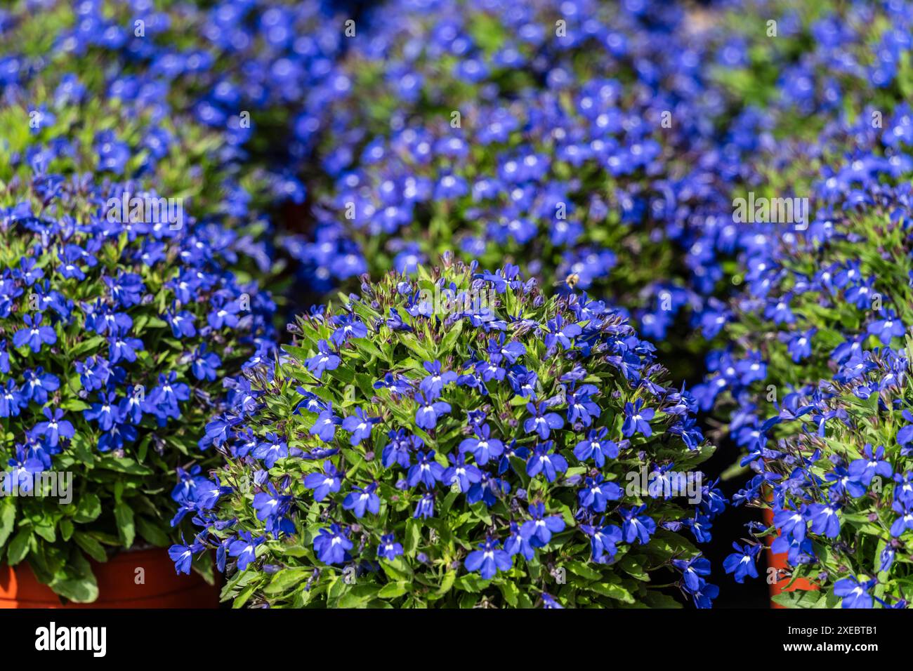 Lobelia erinus Foto Stock