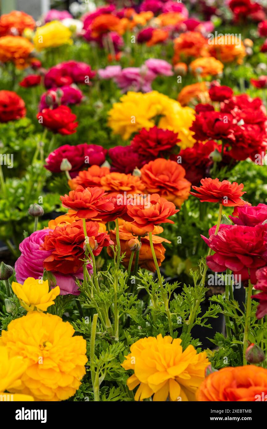 Ranunculus fiorente Foto Stock