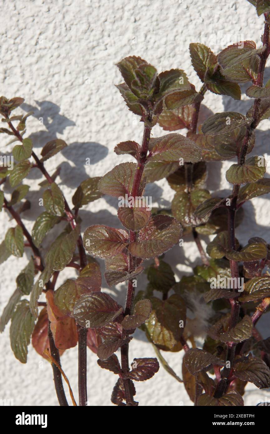 Mentha x piperita, menta piperita, rossa Foto Stock