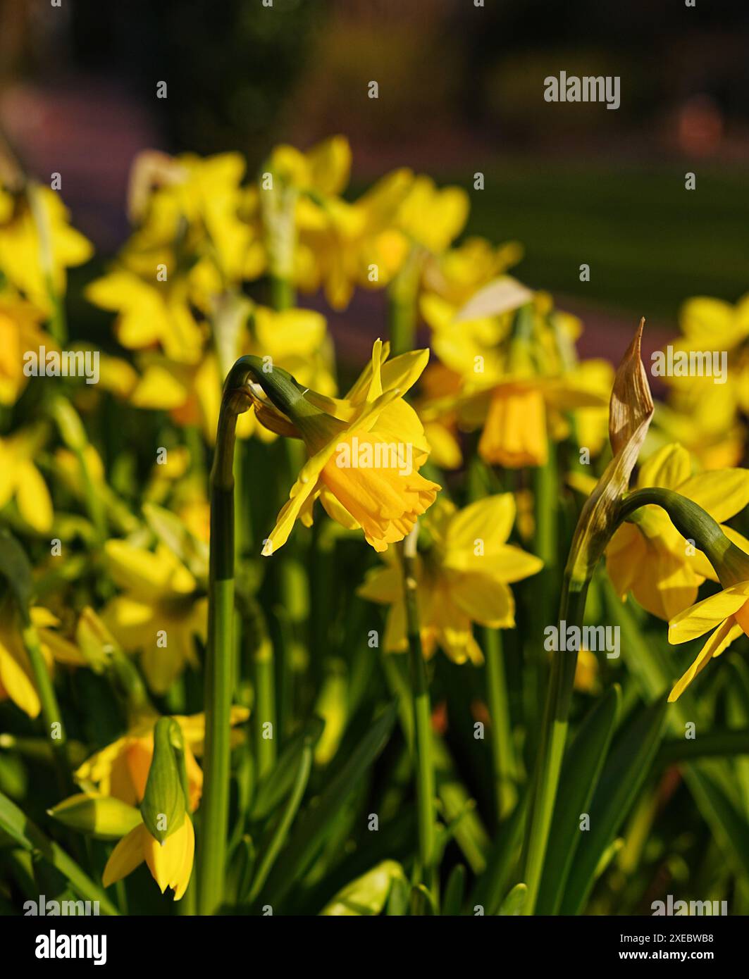 Narcisi di fiori primaverili Foto Stock