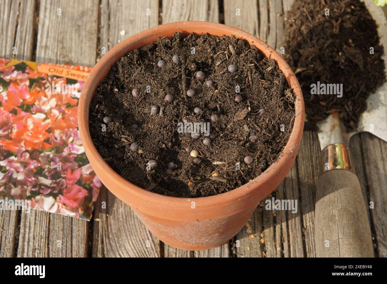 Lathyrus odoratus, pisello, seme Foto Stock