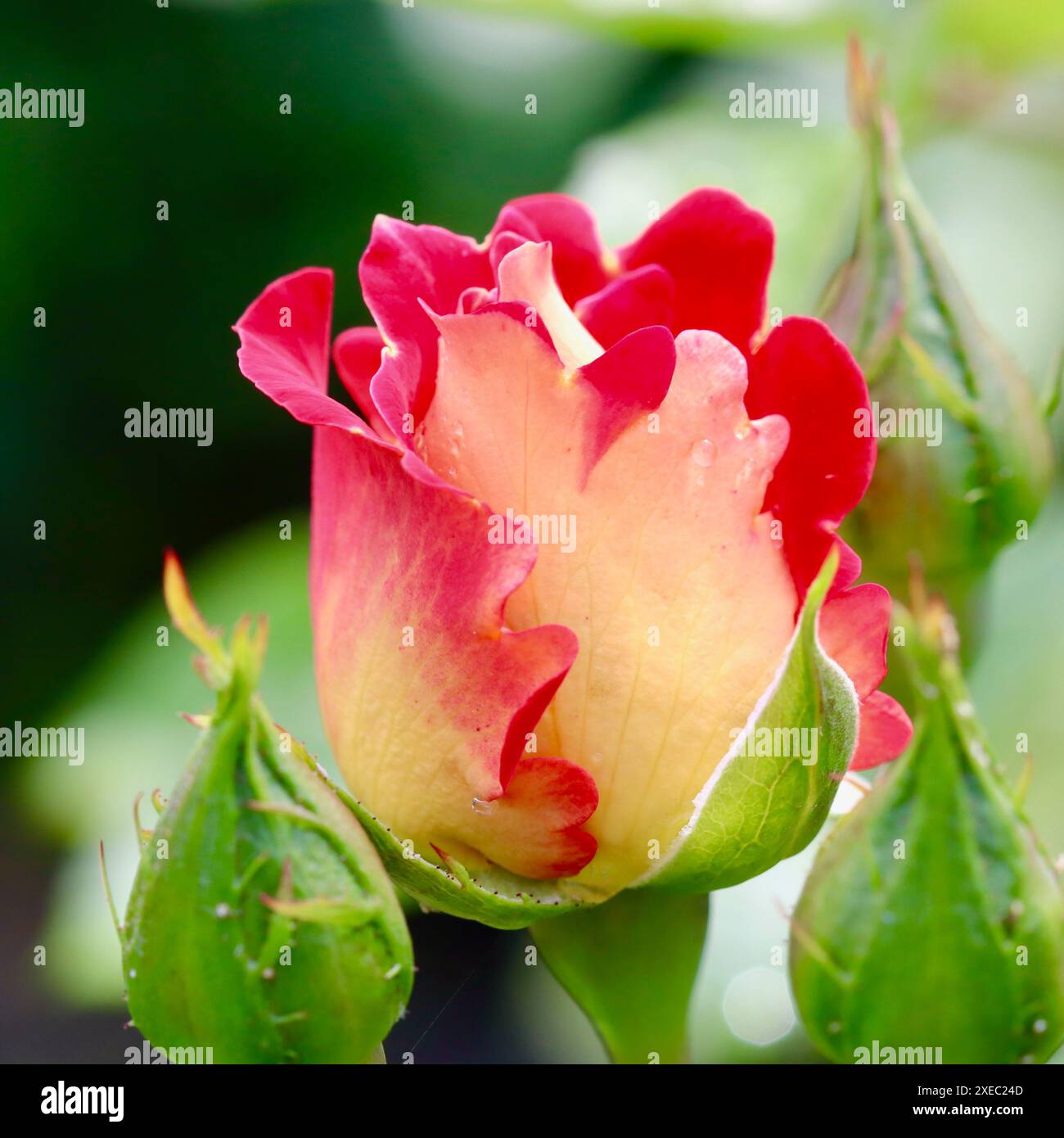 Bella rosa rossa gialla con gocce di rugiada in giardino. Sfondo ideale per biglietti d'auguri Foto Stock