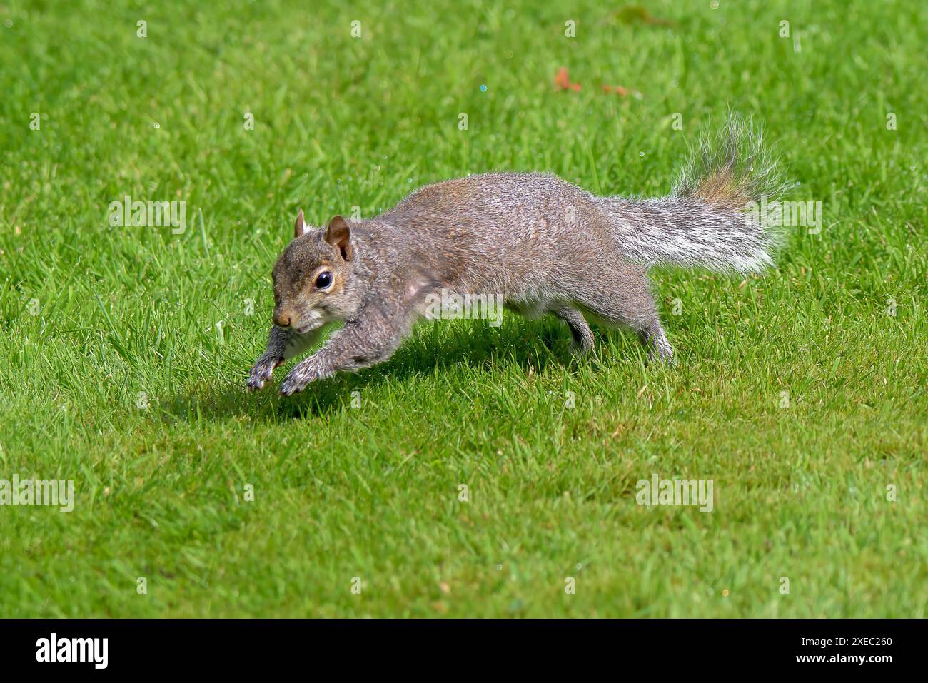 Uno scoiattolo grigio, Sciurus carolinensis, che corre su un prato erboso con la sua coda cespugliosa che scorre dietro di esso Foto Stock