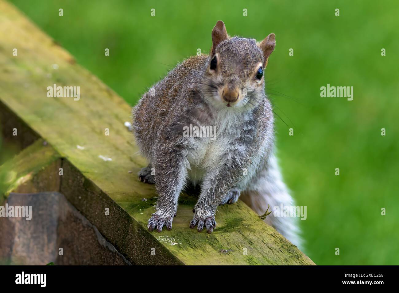 Uno scoiattolo grigio, Sciurus carolinensis che guarda la macchina fotografica seduta su una parete di legno del giardino Foto Stock