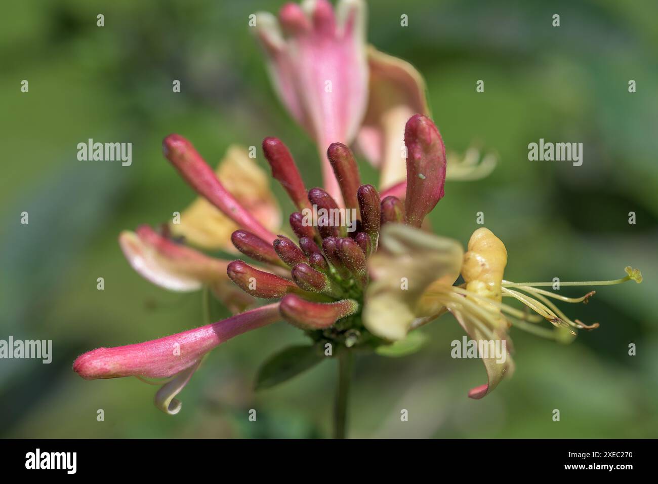 Petali tubolari a grappolo di caprifoglio, Lonicera periclymenum, crogiolati al sole estivo Foto Stock