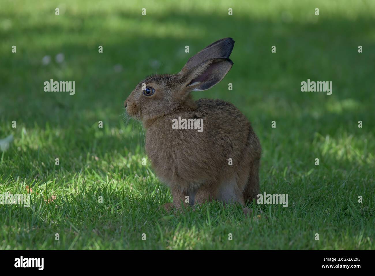 Lepre bruna selvaggia, Lepus europaeus, seduta all'ombra su un prato nel Nottinghamshire Foto Stock