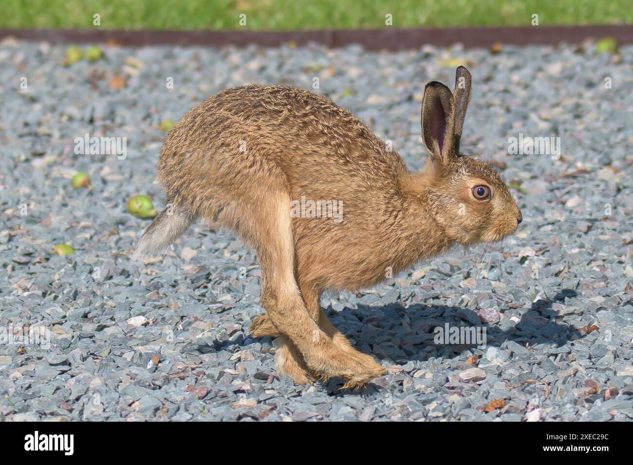 Lepre bruna selvaggia, Lepus europaeus, saltando, percorrendo un sentiero di ghiaia, strada in un giardino nel Nottinghamshire Foto Stock