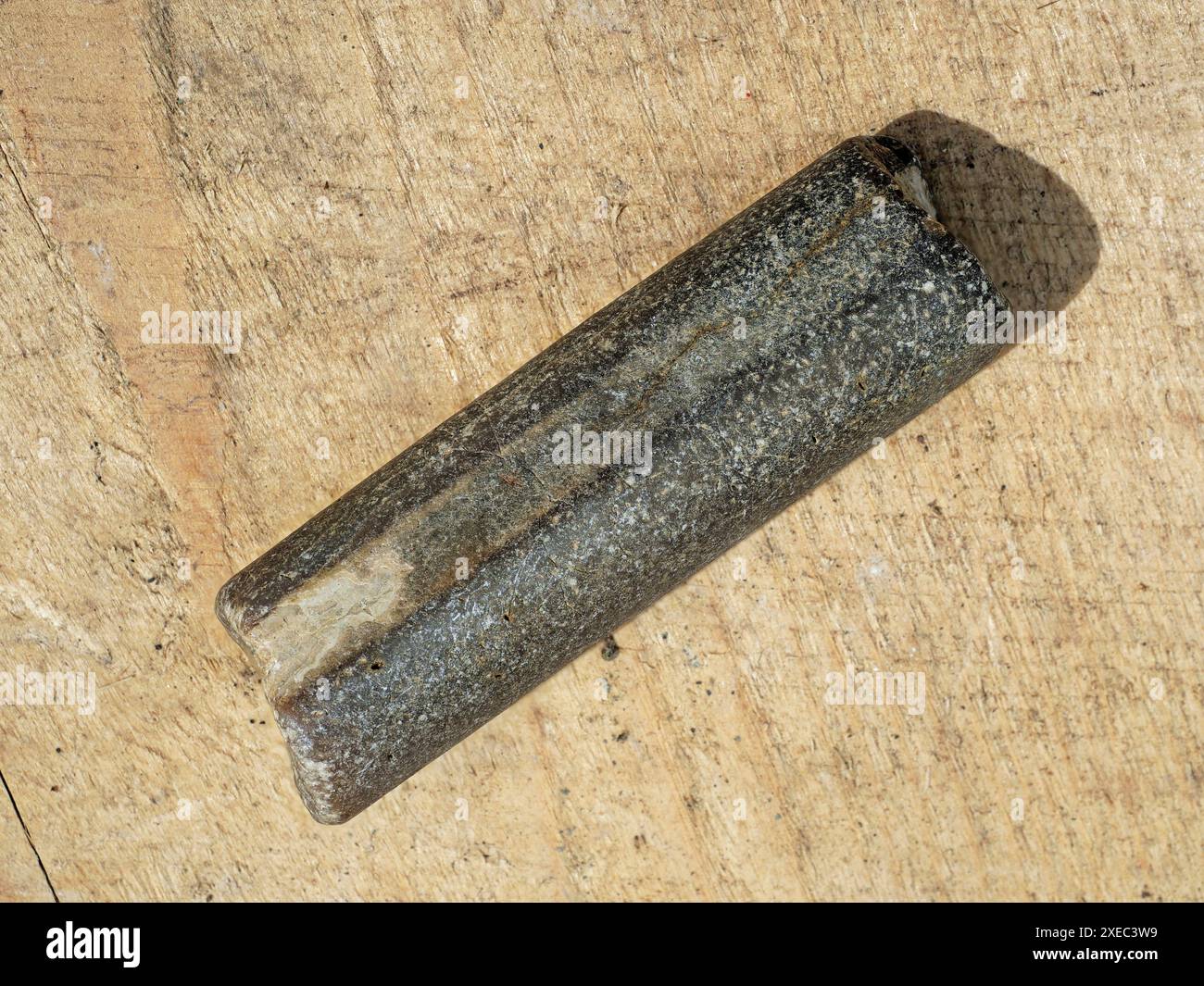 Raro oggetto da collezione: Fossili di elemnite provenienti da depositi marini del Mesozoico, preziosi per studi scientifici e scopi educativi. Foto Stock