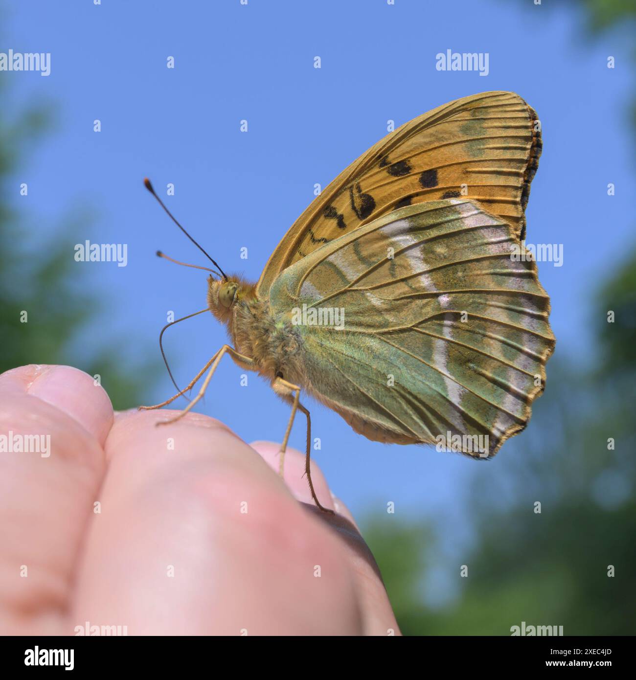 Fritillario lavato in argento (Argynnis pandora) maschio seduto al dito del fotografo. June, Kent, Regno Unito Foto Stock
