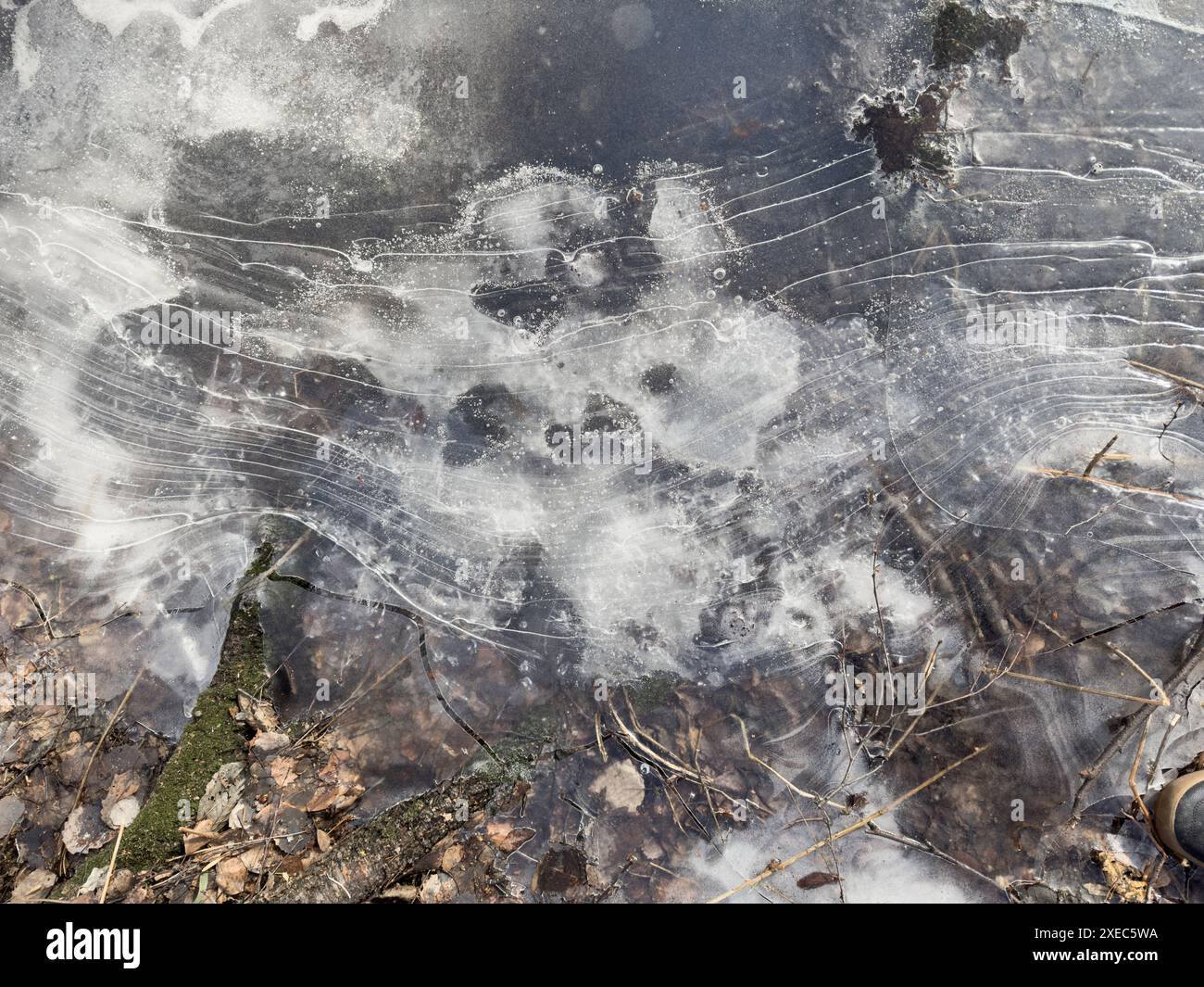 Ghiaccio trasparente sottile su una pozzanghera nel parco in una giornata primaverile, fogliame attraverso il ghiaccio, erba secca attraverso il ghiaccio Foto Stock Ghiaccio trasparente sottile su una pozzanghera nel parco in una giornata primaverile, fogliame attraverso il ghiaccio, erba secca attraverso il ghiaccio Foto Stock
