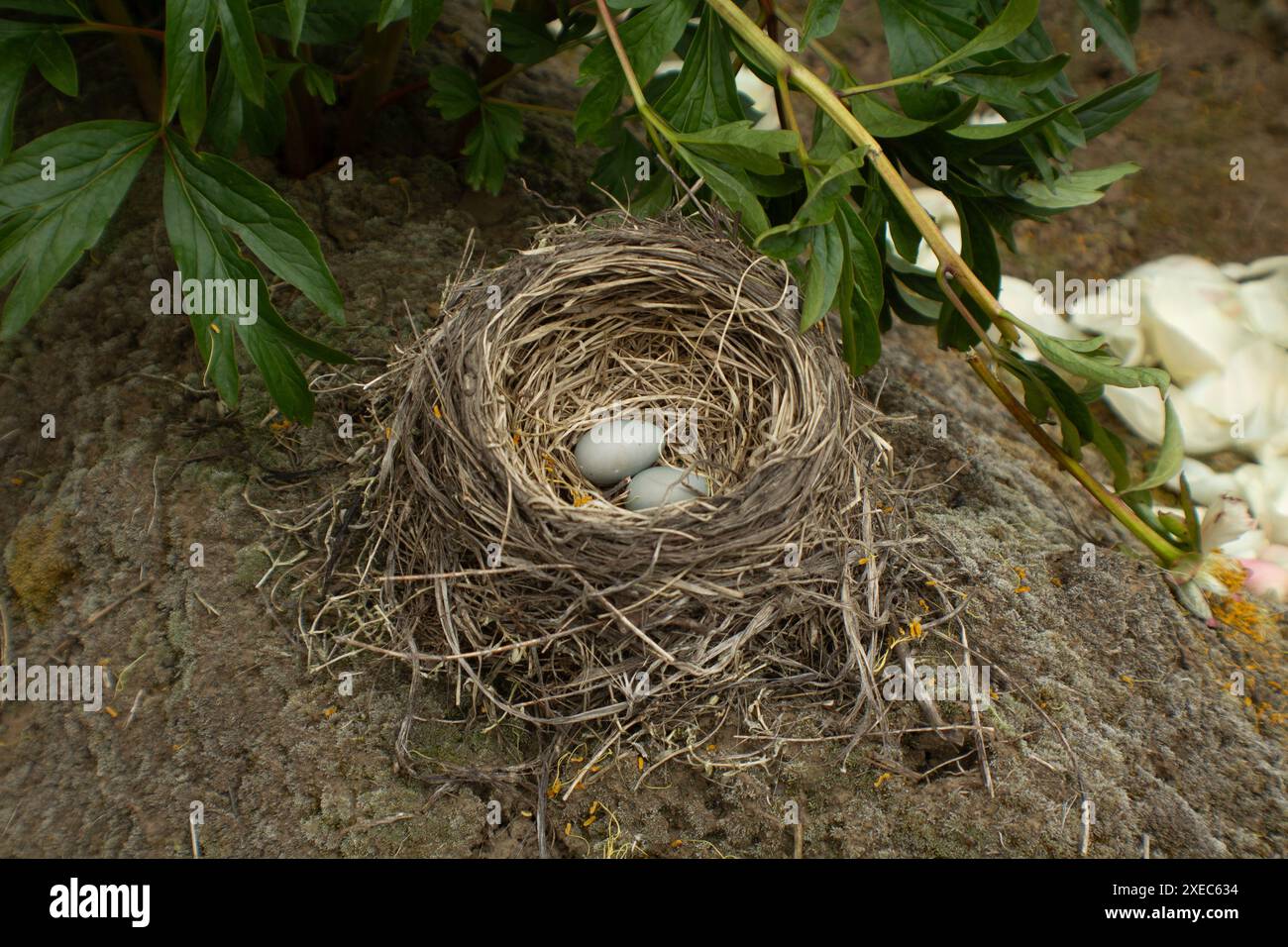Uova nel Nido degli uccelli Foto Stock