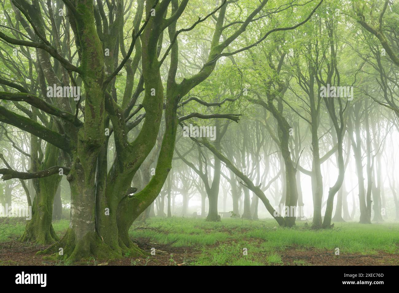 Alberi decidui con fogliame primaverile in un bosco nebbioso, Cornovaglia, Inghilterra. Primavera (maggio) 2019. Foto Stock